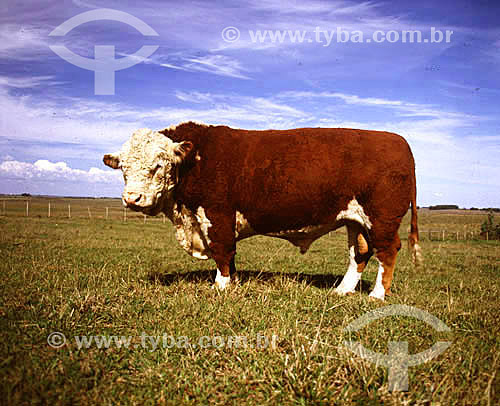  Agro-cattle-raising / cattle-raising: hereford cattle, Rio Grande so Sul state, Brazil 