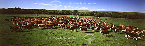  Subject: Agro-cattle-raising - cattle-raising: cattle farm / Place: Rio Grande do Sul state (RS) - Brazil / Date: 1996 