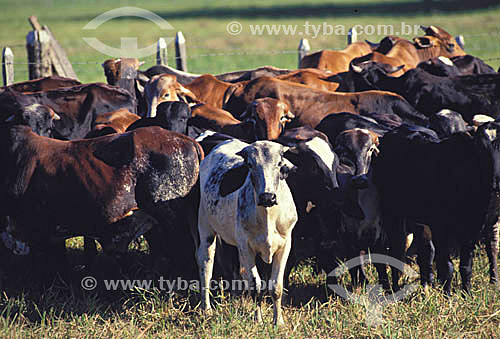  Agro-cattle-raising / cattle-raising : cattle in Papucaia city, Rio de Janeiro state, Brazil  