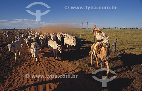  Agro-cattle-raising / cattle-raising: cattle tender on a horse managing the cattle, Rio Grande do Sul state, Brazil 