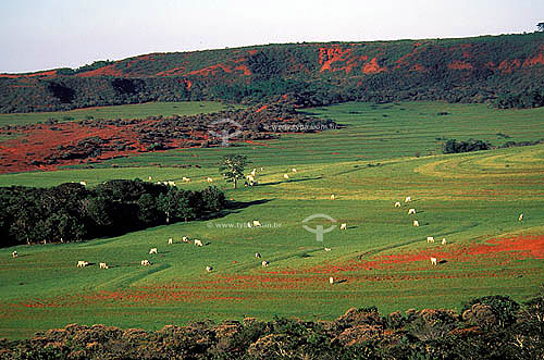  Agro-cattle-raising / cattle-raising: Nelore cattle farm, Morro Vermelho district, Minicipality of Mineiros, Goiás state, Brazil 