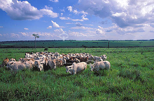  Agro-cattle-raising / cattle-raising: Nelore cattle farm specialized in industrial crossing, Naviraí city, Mato Grosso do Sul state, Brazil. Date : march 2002 