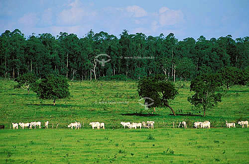  Agro-cattle-raising / cattle-raising: Nelore cattle farm specialized in industrial crossing, Anaurilândia city, Mato Grosso do Sul state, Brazil. Date: march 2002 