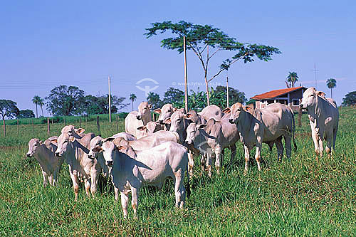  Agro-cattle-raising / cattle-raising: Nelore cattle farm specialized in industrial crossing, Pereira Barreto city, São Paulo state, Brazil. Date: november 1999 