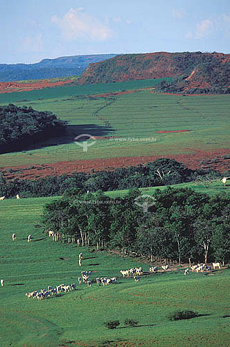  Agro-cattle-raising / cattle-raising: Nelore cattle farm, Morro Vermelho district, municipality of Mineiros, Goiás state,  Brazil. Date: April 2002 