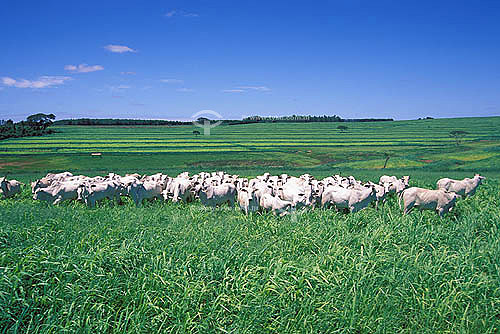  Agro-cattle-raising / cattle-raising: Nelore cattle farm, Getulina city, São Paulo state, Brazil. Date: January 1999 
