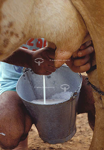  Agro-cattle-raising / Cattle-raising ( milking ) : a man taking out millk from a cow 