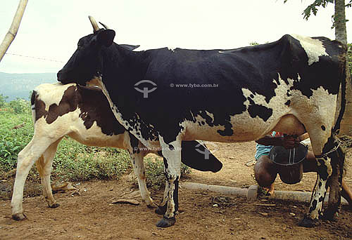  Agro-cattle-raising / cattle-raising (cattle) : a man taking out milk from a cow, Minas gerais state. date: 1990 