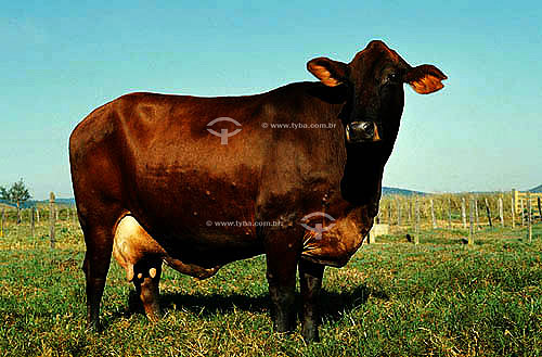  Agro-cattle-raising / cattle-raising: Pitanguela Cattle Brazilian Breed, 5/8 Red Poll & 3/8 Zebu, Brazil 