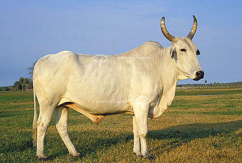  Agro-cattle-raising / cattle-raising: Nelore cattle in Pantanal Region, Mato Grosso State, Brazil 