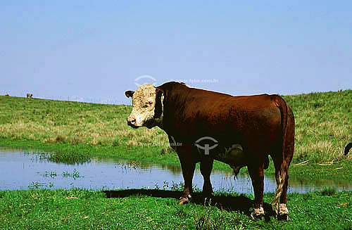  Agro-cattle-raising / cattle-raisning: Hereford Cattle, municipality of Bagé, Rio Grande do Sul sate, Brazil. Date: October 2000 
