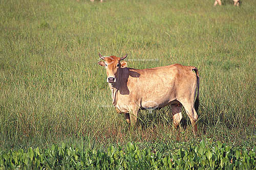  Agro-cattle-raising / cattle-raising : a cattle in a cattle farm in Pantanal region, Mato Grosso state, Brazil 