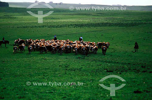  Agro-cattle-raising / cattle-raising : cattle herds on the prairies, driven by gauchos in traditional attire, Alegrete city, Rio Grande do Sul state, Brazil 