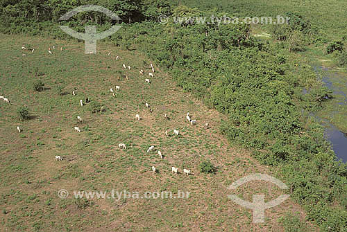  Agro-cattle-raising / cattle-raising : cattle grazing on the pasture 