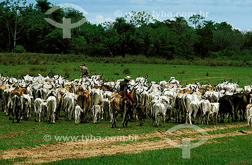  Agro-cattle-raising / cattle-raising: cattle being drived by cattle tenders in Pantanal* region, Mato Grosso, Brazil  * Pantanal region is an UNESCO world heritage 