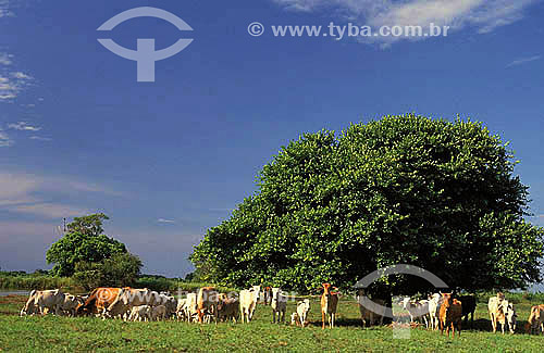  Agro-cattle-raising / cattle-raising : cattle in a cattle farm in Pantanal region*, Mato Grosso  * Pantanal region is an UNESCO world heritage 