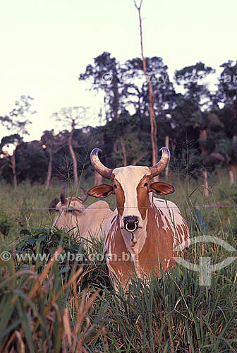  Agro-cattle-raising / cattle-raising : cattle on the pasture, one of them marked with a nose ring, Amazônia region, Amazonas state, Brazil 