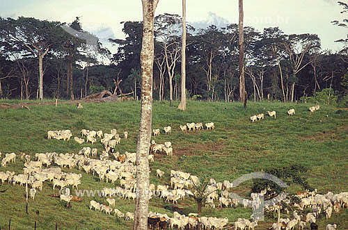  Agro-cattle-raising / cattle-raising : cattle grazing, Amazônia region, Acre state, Brazil 