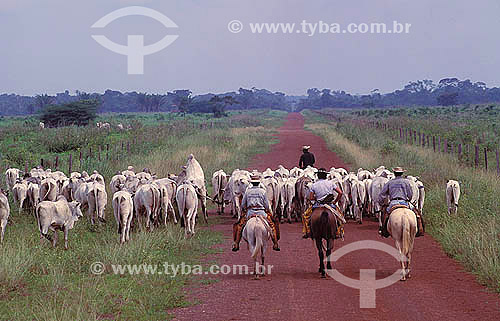  Agro-cattle-raising / cattle-raising : cattle tenders driving Nelore cattle herds, Amazônia region, Brazil 