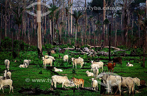  Agro-cattle-raising / cattle-raising: cattle herd grazing, Amazônia region, Brazil 