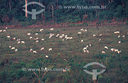  Agro-cattle-raising / cattle-raising : cattle herd grazing, Marabá city, Pará state, Brazil 