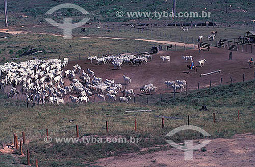  Agro-cattle-raising / cattle-raising : cattle herd grazing, Marabá city, Pará state, Brazil 