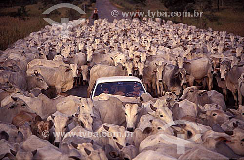  Couple inside the car, surrounded by cattle in the way of the road, Brazil 