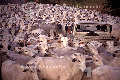  Men inside the car, surrounded by cattle in the way of the road 