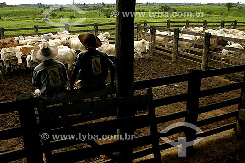  Agro-cattle-raising / cattle-tender : ox drivers seated on the corral fence looking at the cattle, Brazil 