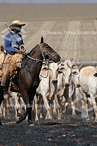  Cowboy riding a horse with  Nelore cattle at a burned field with a crop in the background - Mato Grosso do Sul state - Brazil - 2005 