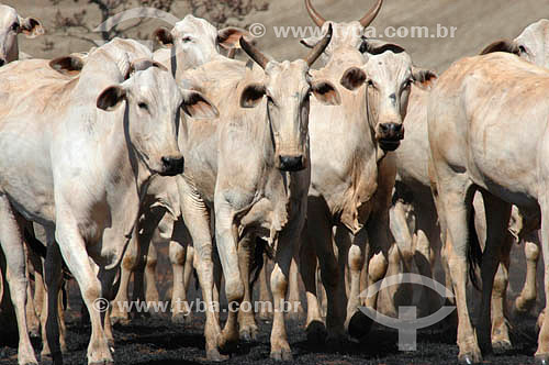  Subject: Nelore cattle herd / Place: Mato Grosso do Sul state (MS) - Brazil / Date: 2005 