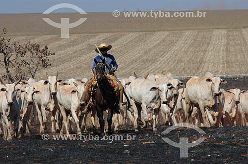  Subject: Cowboy leading Nelore cattle with planting in the background - burned pasture  / Place: Mato Grosso do Sul state (MS) - Brazil / Date: 2005 