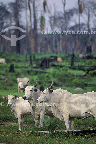  Cattle at Amazon - Amazonia state - Brazil 