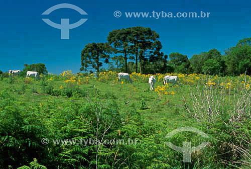  Agro-cattle-raising - Marombas Bossardi city - Santa Catarina state - Brazil - November 2003 