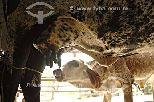  Cow feeding its calf - Farms near Sao Fidelis town - Rio de Janeiro state - Brazil - December 2006 