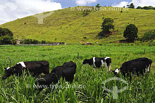  Milk cows on the grass - Farms near Sao Fidelis town - Rio de Janeiro state - Brazil 