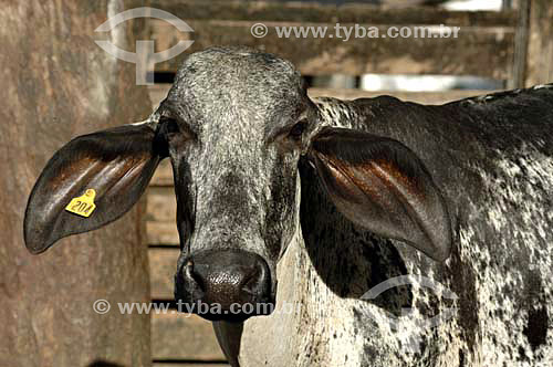  Milk Cow - Farms near Sao Fidelis town - Rio de Janeiro state - Brazil 
