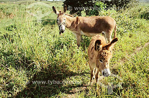 Donkeiys raising : two donkeys on the pasture 