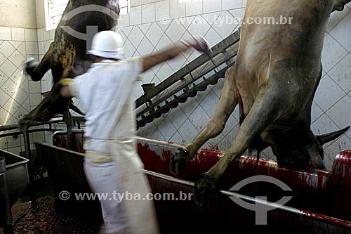  Butcher and cattle in slaughterhouse 