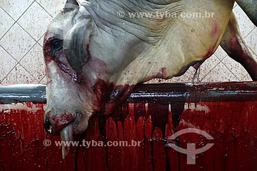  Dead ox in a slaughterhouse 