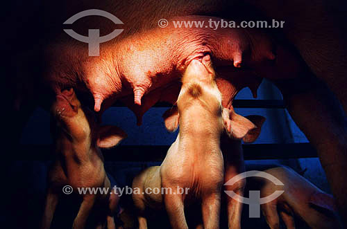  Pigs feed breasting 