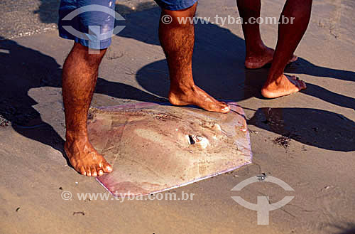  Ray fishing - Jericoacoara - Ceara state - Brazil 