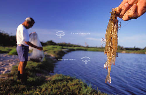  Shrimp cultivation in Valença city - Bahia state - Brazil 