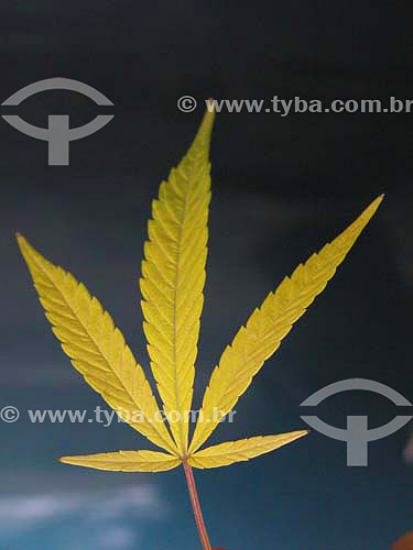  Leaf of Marijuanna (Cannabis Sativa) 