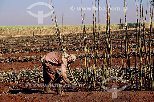  Field worker - Guaira city - Sao Paulo state - Brazil 