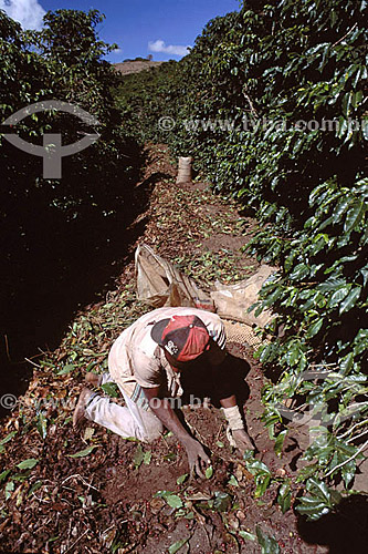  Field worker at coffee harvest - Minas Gerais state - Brazil 