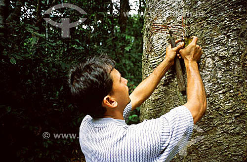  (Hevea brasiliensis) Rubber tapper working in the rubber tapping community of Cachoeira in the city of Xapuri - Acre state - Brazil 