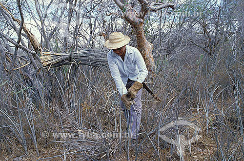  Collecting (by uprooting) bromeliad (Neoglaziovia variegate) used to make ropes, sandals, etc., because of its fibrous leaves - Bahia State - Brazil 