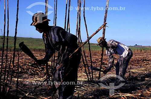  Field workers manually collecting sugar cane  - Rio de Janeiro state (RJ) - Brazil