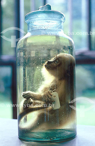  Capuchin Monkey chemically preserved 